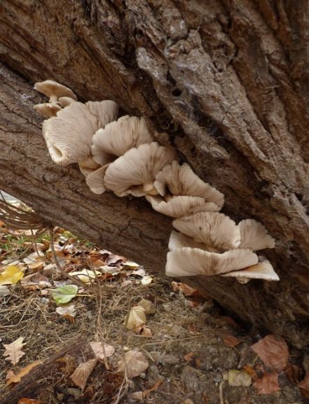 Mature fruit bodies on poplar in Basildon, UK.